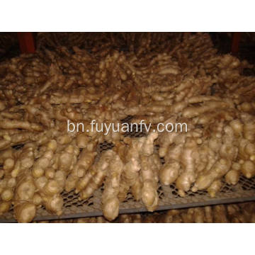 এয়ার শুকনো আদা 200g এবং আপ